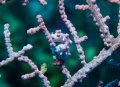 Pigmy Seahorse; photo taken by Stacey Jablonski-Clark